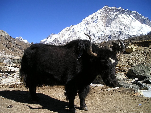 尼泊尔 牦牛 藏 - 上的免费照片