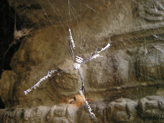蜘蛛 蜘蛛网 吴哥 - 上的免费照片