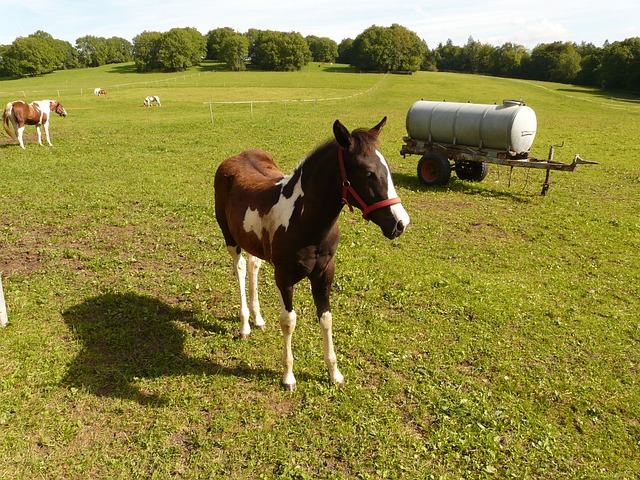 马 耦合 骑马 - 上的免费照片