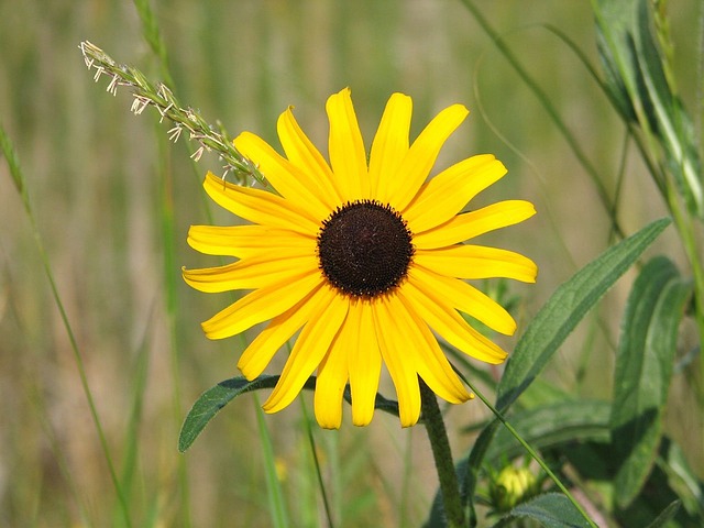 黑眼睛的苏珊 黄色雏菊 野花 - 上的免费照片