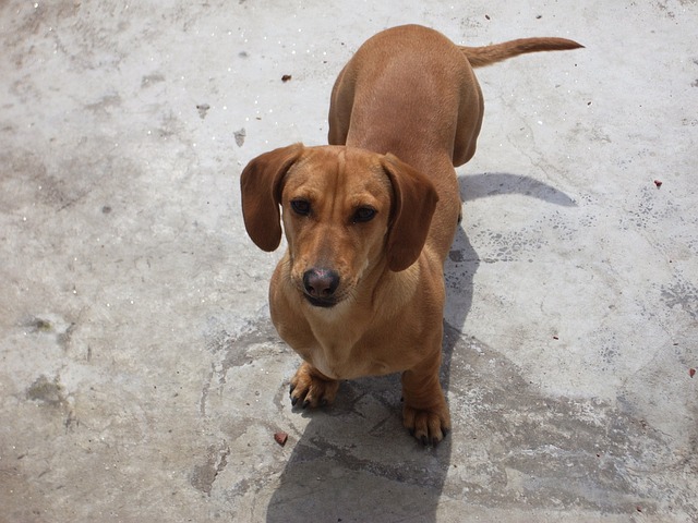 腊肠犬 狗 小狗 - 上的免费照片