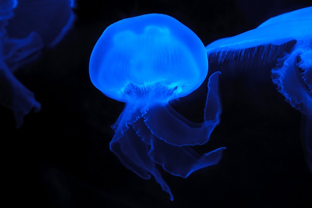 海蜇 动物 水下 - 上的免费照片