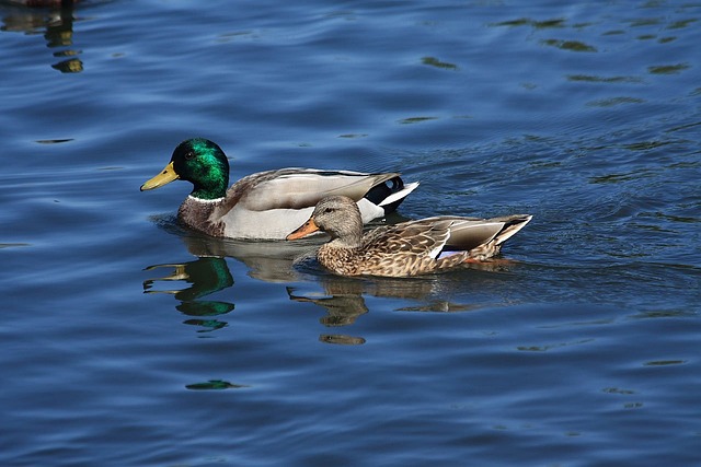 绿头鸭 凫 鸭子 - 上的免费照片