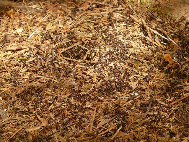 蚂蚁 木蚁 福米卡 - 上的免费照片