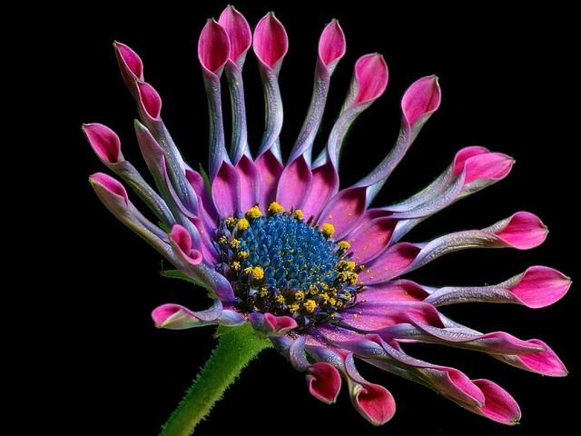 非洲雏菊 花 自然 - 上的免费照片