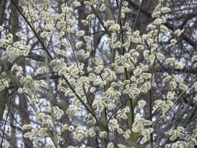 柳絮 柳 树 - 上的免费照片