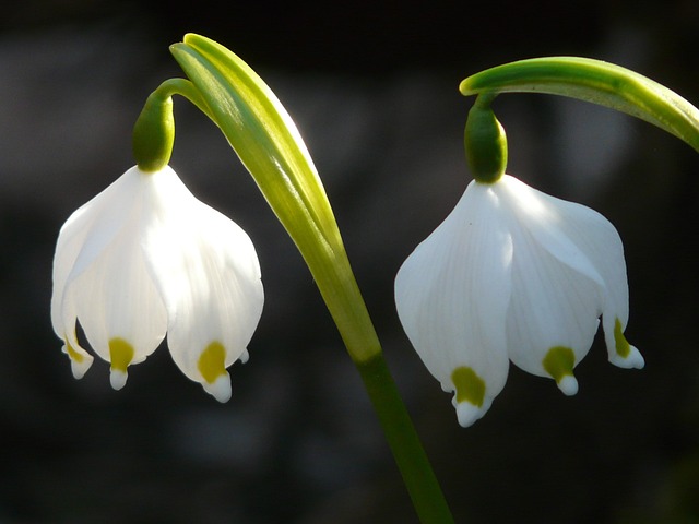 马岑贝歇尔 春天的花朵 开花 - 上的免费照片
