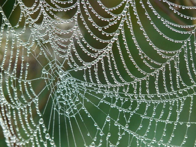 蛛网 蜘蛛网 露 - 上的免费照片