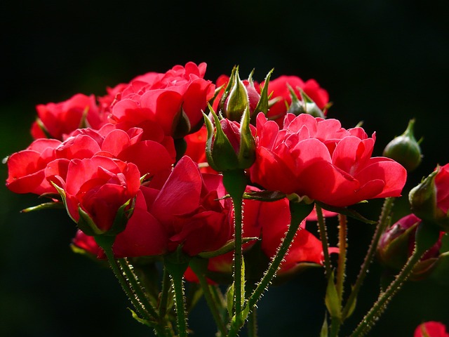 花朵 芽 玫瑰 - 上的免费照片