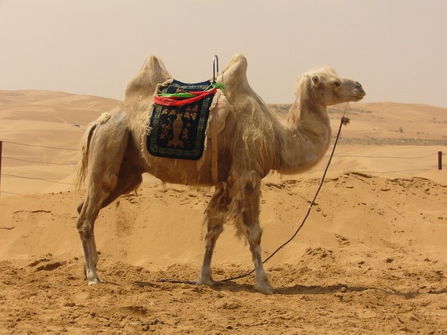 骆驼 沙漠 沙 - 上的免费照片
