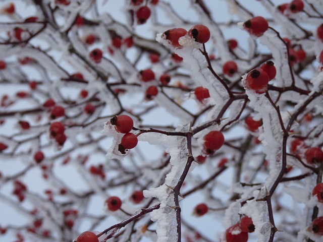 玫瑰果 冰冷的 雪 - 上的免费照片