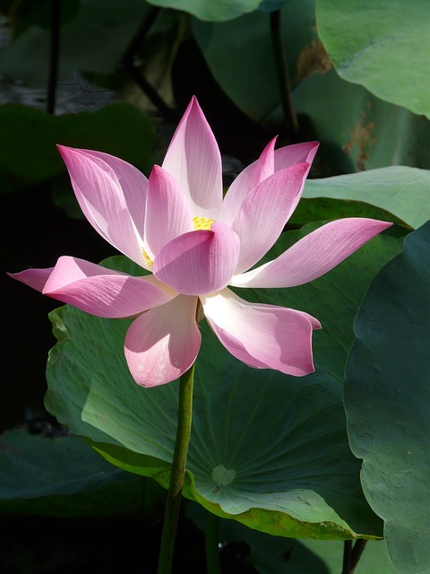 莲花 开花 花 - 上的免费照片