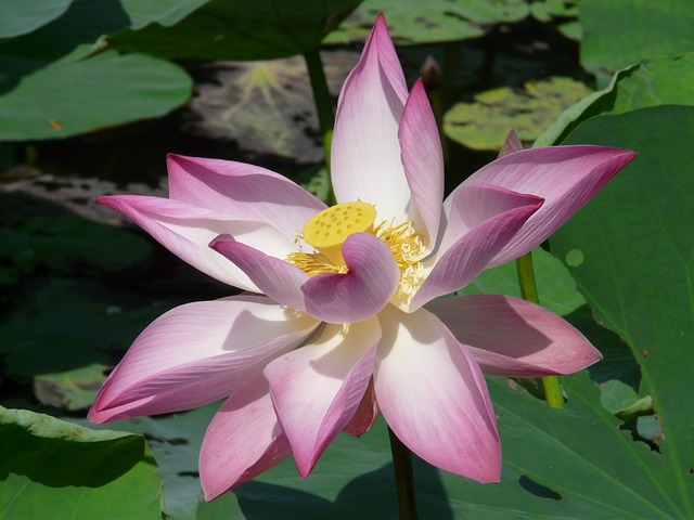莲花 开花 种子站 - 上的免费照片