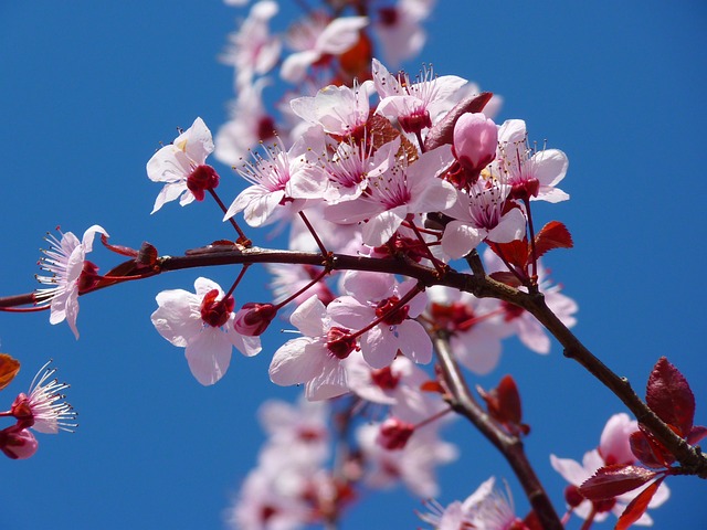 树 花朵 樱花 - 上的免费照片