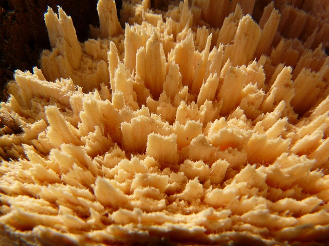 木头 木屑 木片 - 上的免费照片