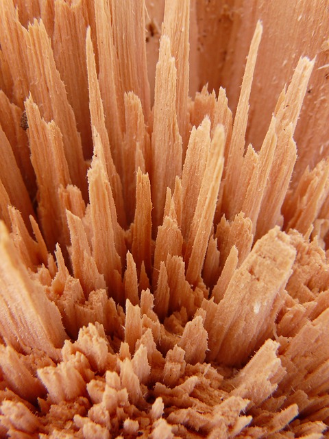 木头 木屑 木片 - 上的免费照片