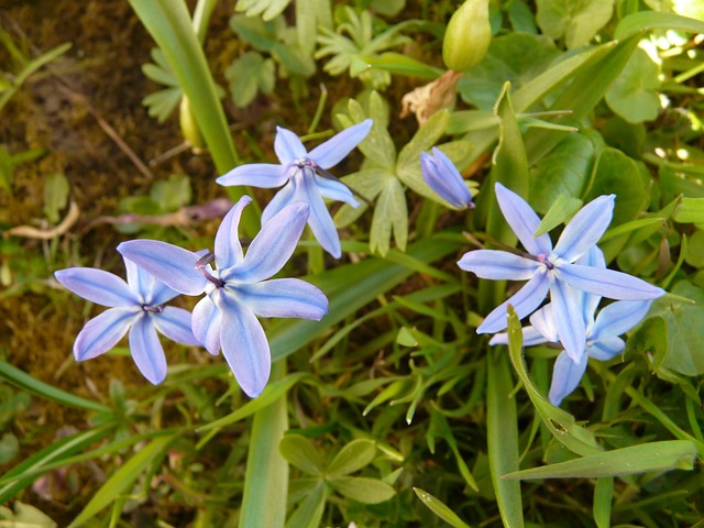 齐拉 蓝色星星 花 - 上的免费照片