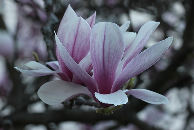 玉兰花 郁金香树 - 上的免费照片