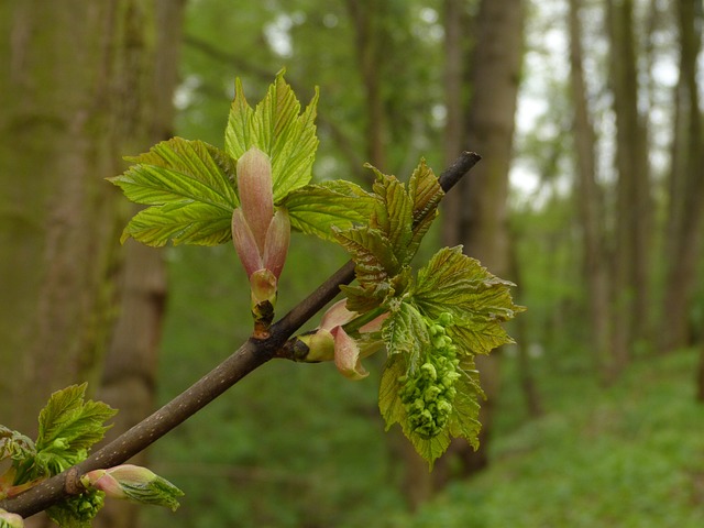 芽 新鲜的绿色 - 上的免费照片
