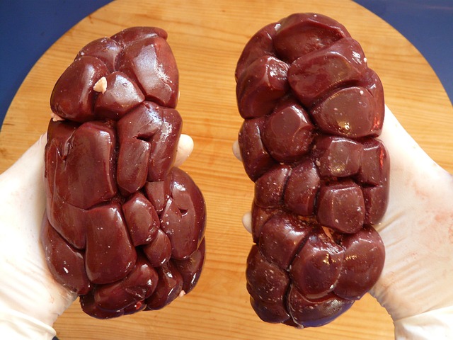 牛肾 内脏 肉 - 上的免费照片