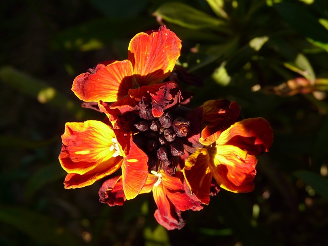 金漆 十字花科的 观赏植物 - 上的免费照片
