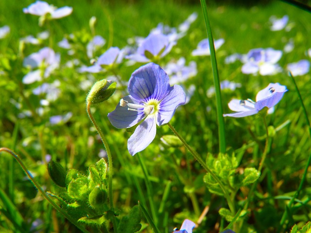 荣誉奖 花 韦罗妮卡 Filiformis - 上的免费照片