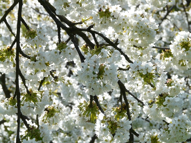 樱花 花朵 树 - 上的免费照片