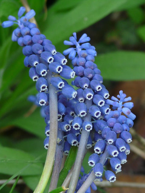 葡萄园葡萄风信子 花 开花 - 上的免费照片