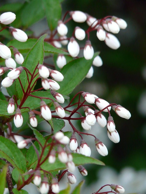 五月花灌木 道依茨 绣球花家族 - 上的免费照片