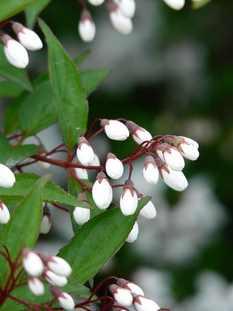 五月花灌木 道依茨 绣球花家族 - 上的免费照片