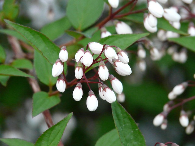 五月花灌木 道依茨 绣球花家族 - 上的免费照片