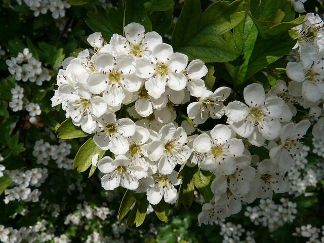梨树开花 梨树 开花 - 上的免费照片