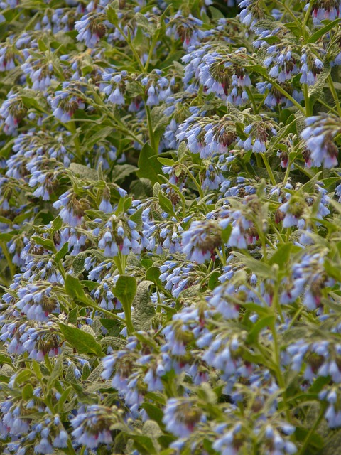 粗康弗里 花 蓝色的 Symphytum - 上的免费照片