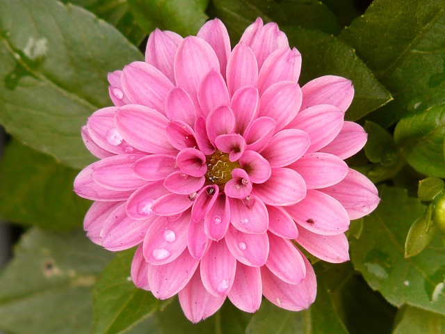 茨韦格达利 达利 植物 - 上的免费照片