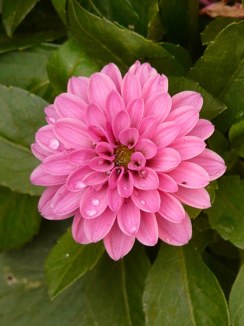 茨韦格达利 达利 植物 - 上的免费照片