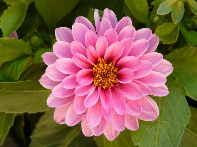 茨韦格达利 达利 植物 - 上的免费照片