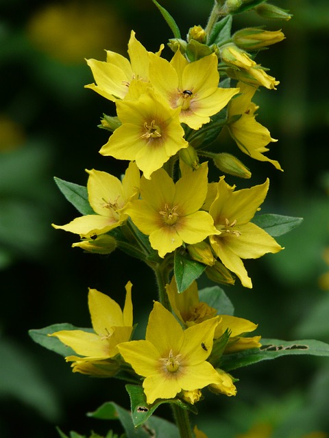 费尔伯里希 斑点珍珠菜 荔枝 - 上的免费照片