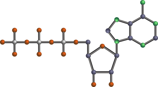 分子 核苷酸 总站 - 上的免费图片