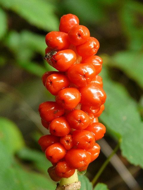 阿鲁姆 植物 植物群 - 上的免费照片