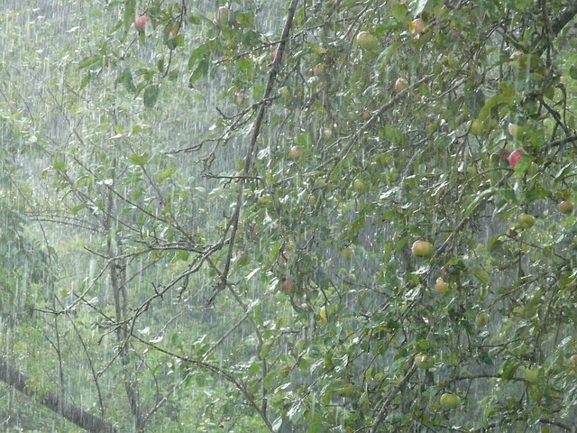 倾盆大雨 花洒 雨 - 上的免费照片
