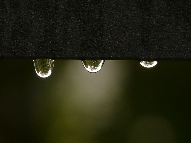滴 雨滴 水 - 上的免费照片