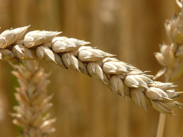 耳朵 小麦 粮食 - 上的免费照片