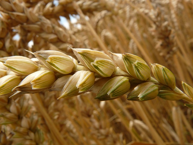 长钉 小麦 粮食 - 上的免费照片