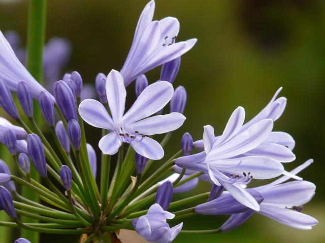 观赏百合 百子花 观赏百合家族 - 上的免费照片