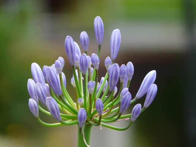 观赏百合 百子花 观赏百合家族 - 上的免费照片