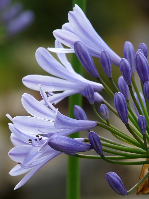 观赏百合 百子花 观赏百合家族 - 上的免费照片