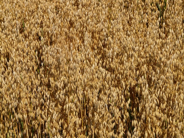 场地 燕麦 燕麦田 - 上的免费照片