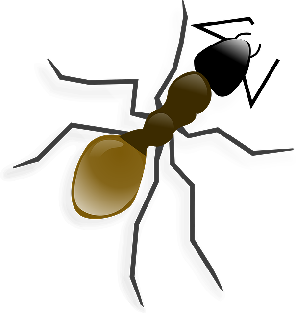 蚂蚁 木蚁 动物 - 上的免费图片