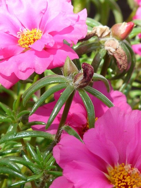 马齿苋小花 马齿苋 马齿苋科 - 上的免费照片