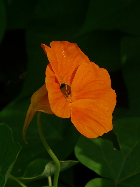 大金莲花 开花 金针菇 - 上的免费照片